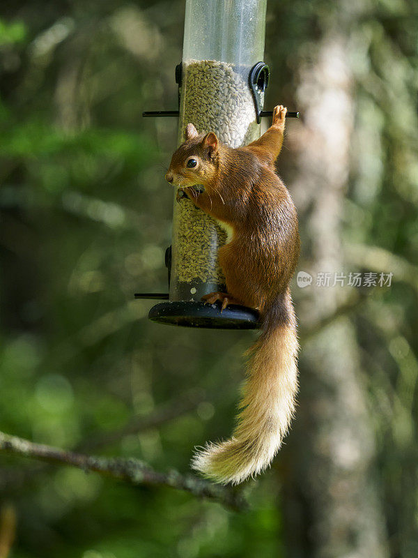 红松鼠(Sciurus vulgaris)在喂食器上，苏格兰